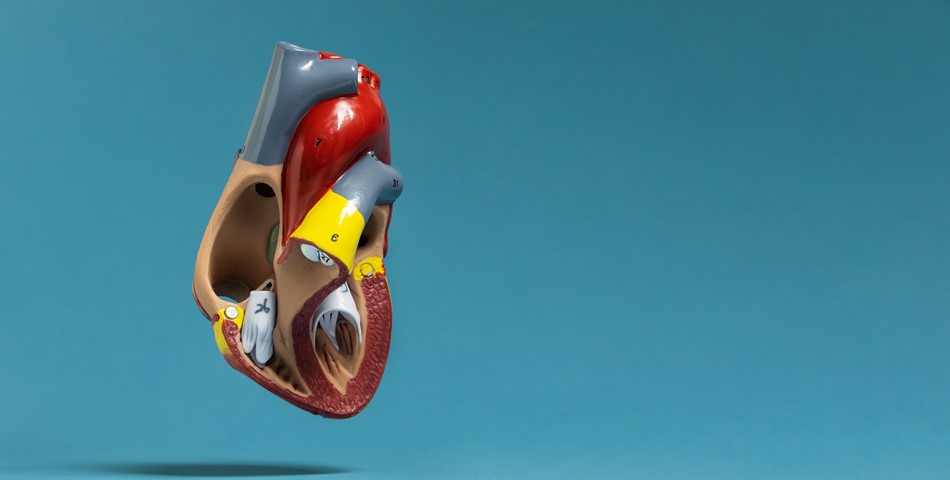 healthHQ | Groundbreaking Ultrathin Pacemaker Harnesses Light to ...